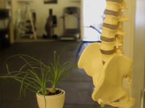 redding-sports-therapy-spine.jpg